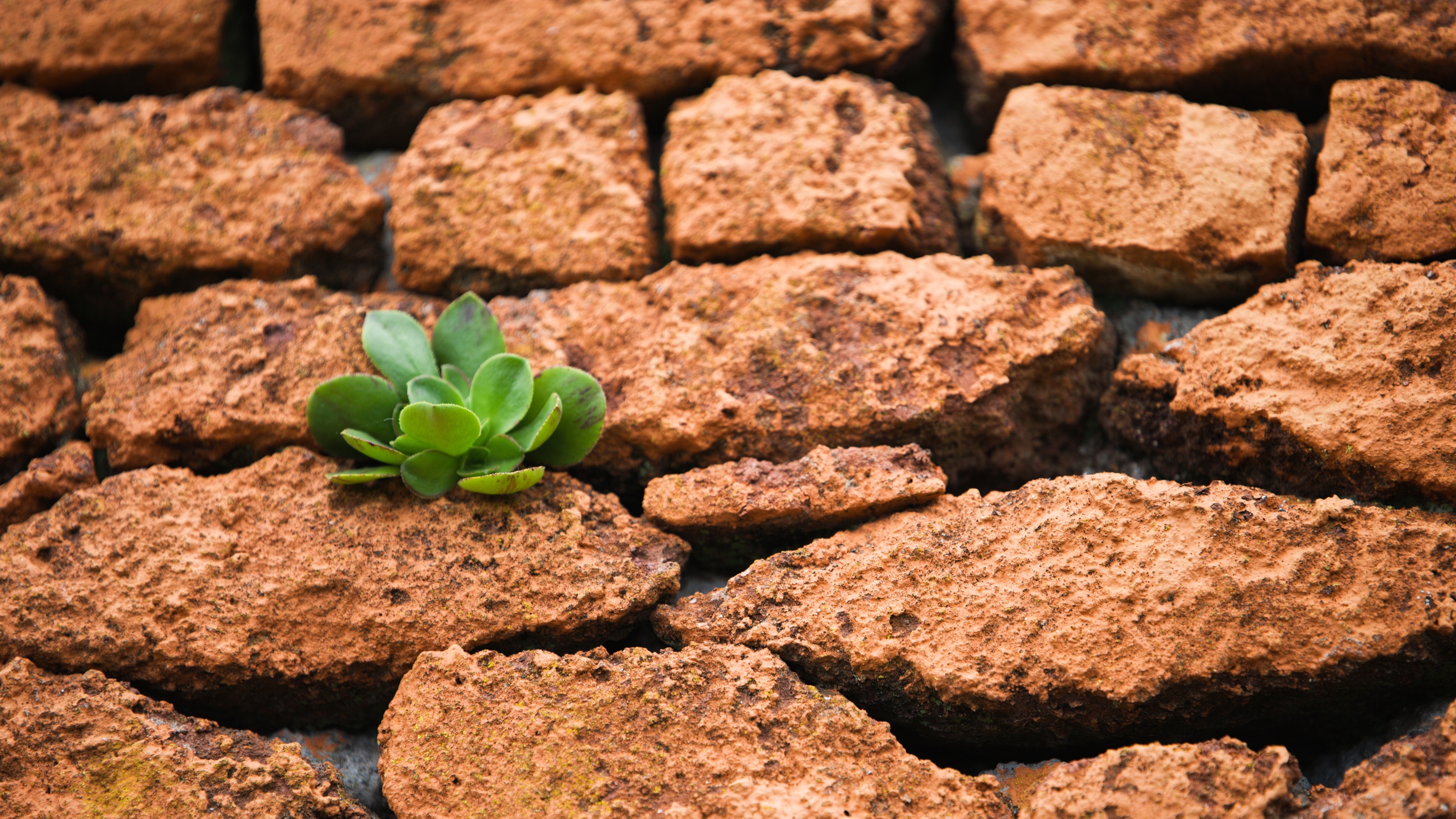 A hardy green succulent plant growing between cracks in solid red desert rocks.
