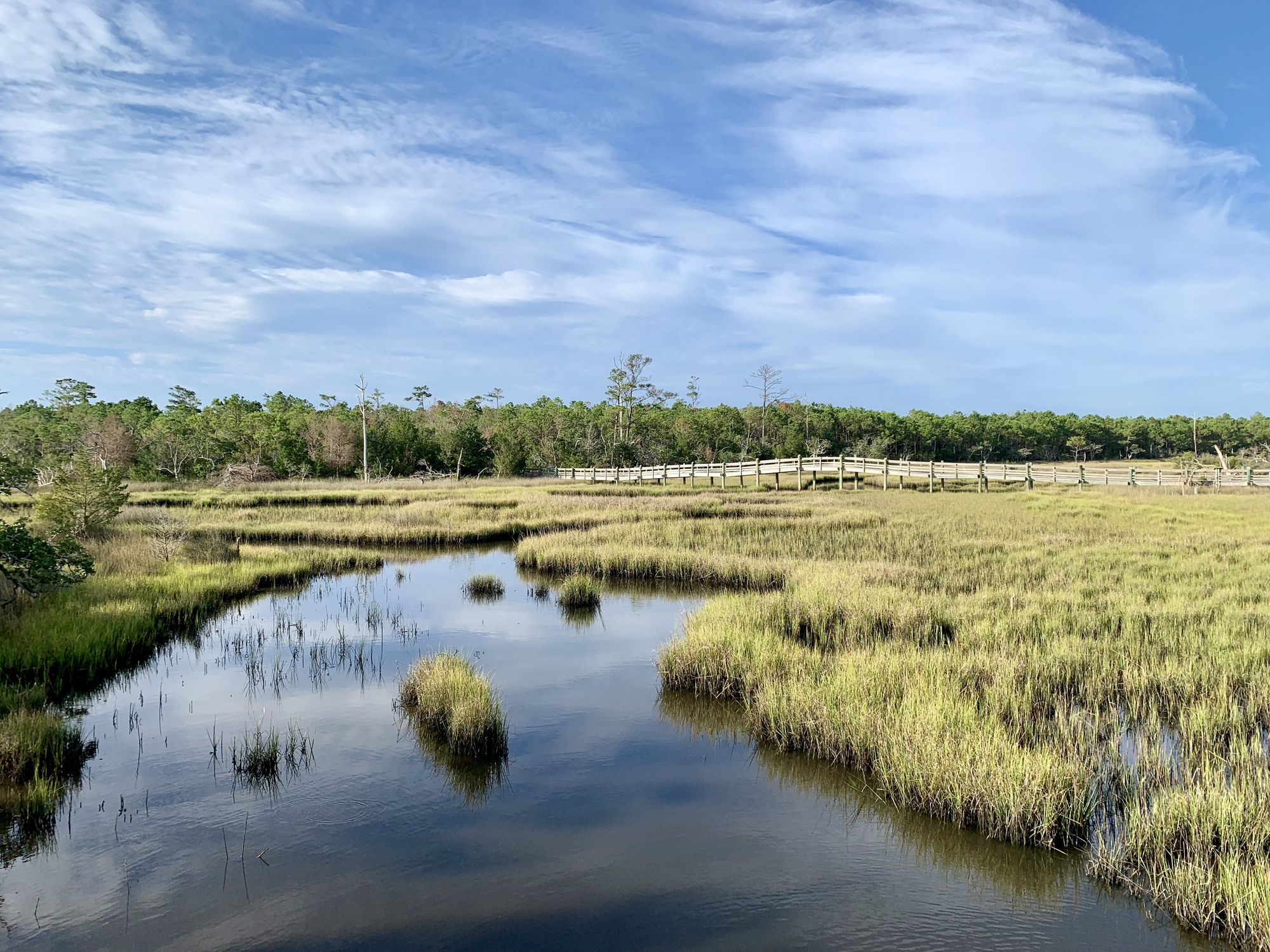 Coastal marshy landscape in the Croatan National Forest with tall grasses and calm water.