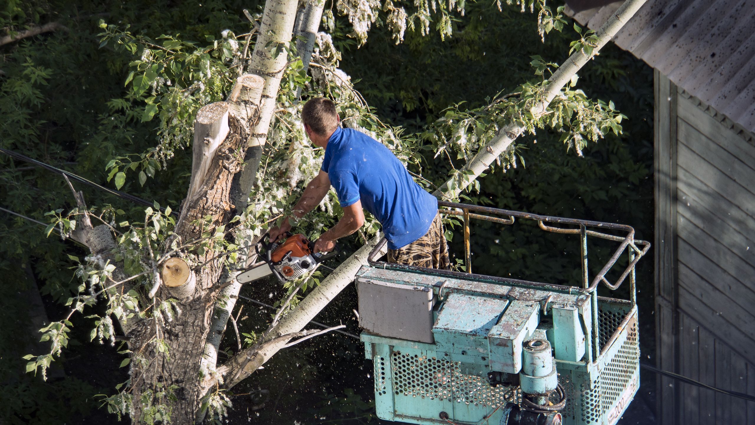Hazardous Tree Liability: Protect Your Investment