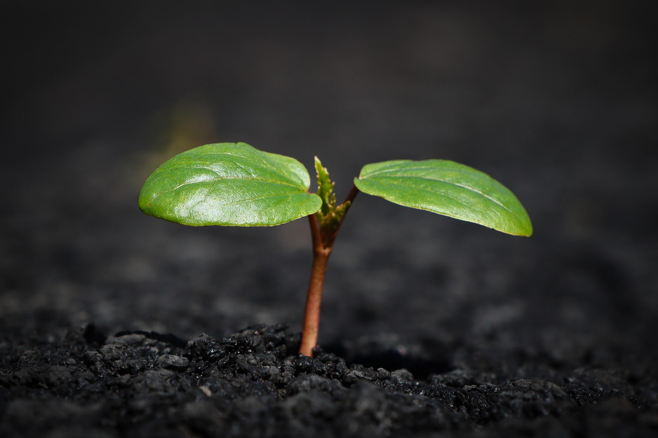 A small green plant growing out of a pile of coins symbolizing financial recovery and growth.