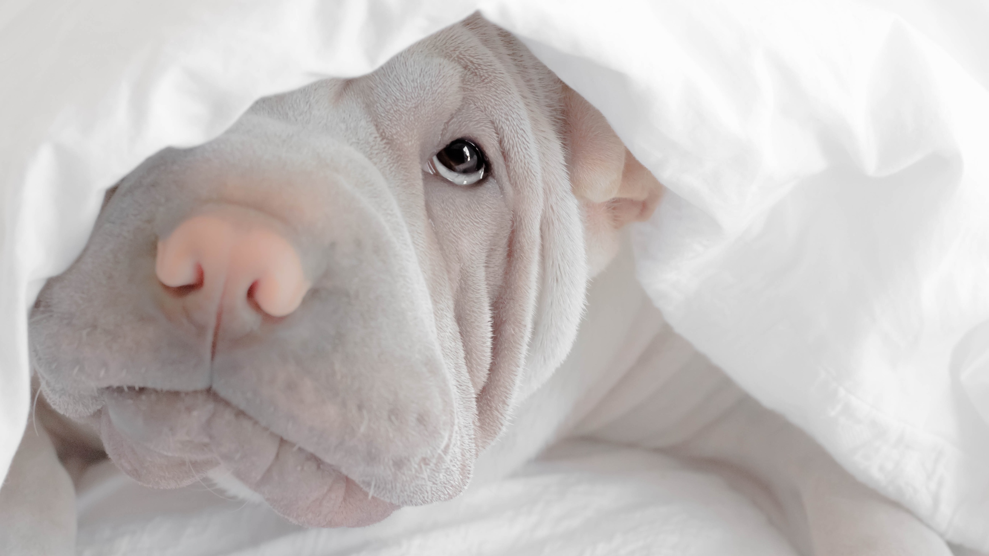 An adorable puppy peeking out from underneath a white bedsheet.